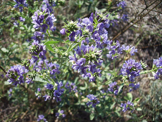 Alfalfa-Mint (Organic)