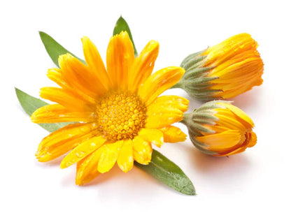 CALENDULA FLOWER, petals