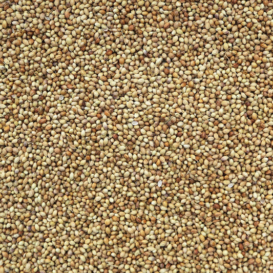 CORIANDER SEEDS, whole