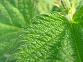 nettle leaf