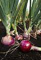 BULK ONION POWDER 100g